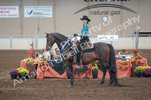 2019 Morgan Horse Show - Sept 01, 2019 - 07275