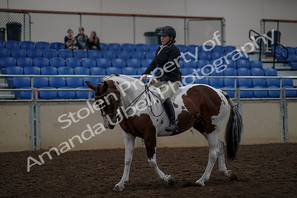 2019 Morgan Horse Show - Aug 30, 2019 - 31190