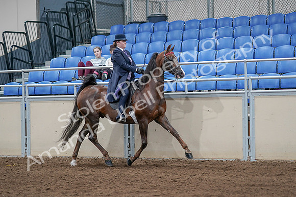 2020 - AB Morgan Horse - Fri, Sept 04 - 08083
