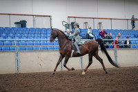 2019 Morgan Horse Show - Aug 30, 2019 - 17769