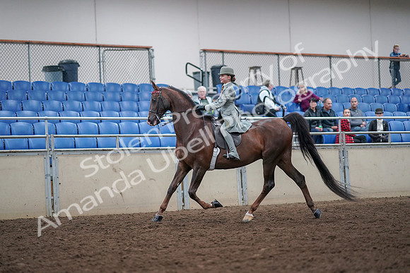 2019 Morgan Horse Show - Aug 30, 2019 - 17769