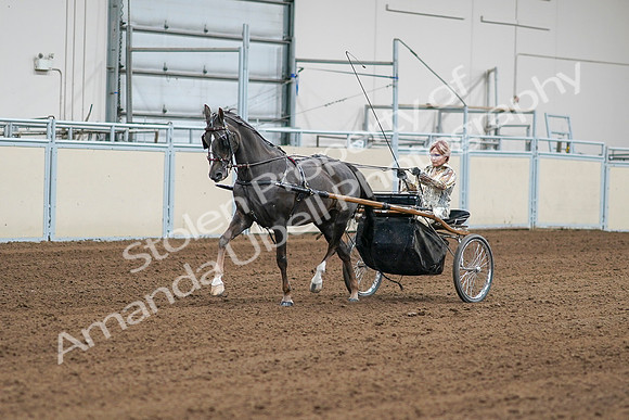 2020 - AB Morgan Horse - Sat, Sept 05 - 05973