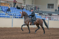 2020 - AB Morgan Horse - Sun, Sept 06 - 00294