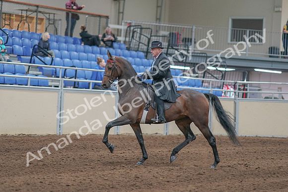 2020 - AB Morgan Horse - Sun, Sept 06 - 00294