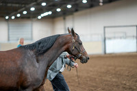 2020 - AB Morgan Horse - Sat, Sept 05 - 00186