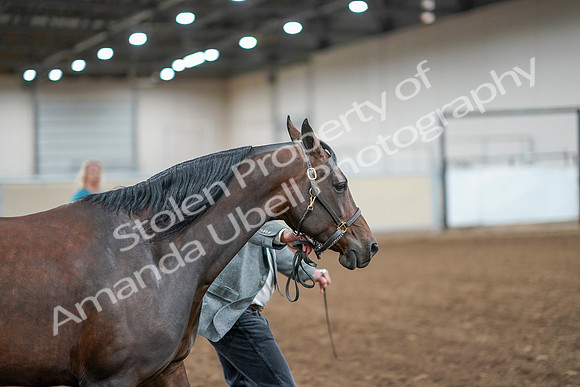 2020 - AB Morgan Horse - Sat, Sept 05 - 00186