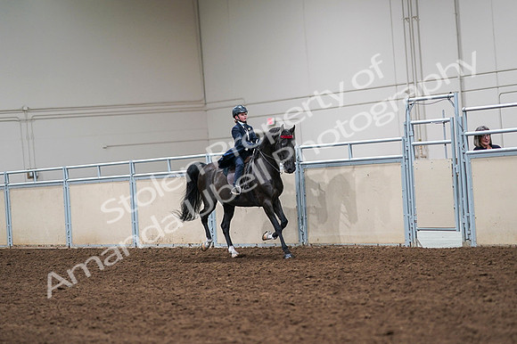 2020 - AB Morgan Horse - Fri, Sept 04 - 03118