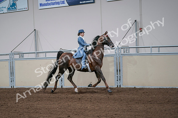 2020 - AB Morgan Horse - Fri, Sept 04 - 05122