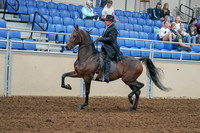 2020 - AB Morgan Horse - Sat, Sept 05 - 07909