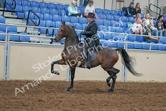 2020 - AB Morgan Horse - Sat, Sept 05 - 07909
