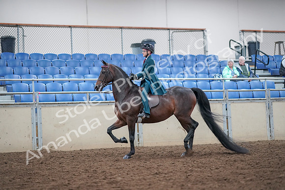 2019 Morgan Horse Show - Aug 30, 2019 - 17843