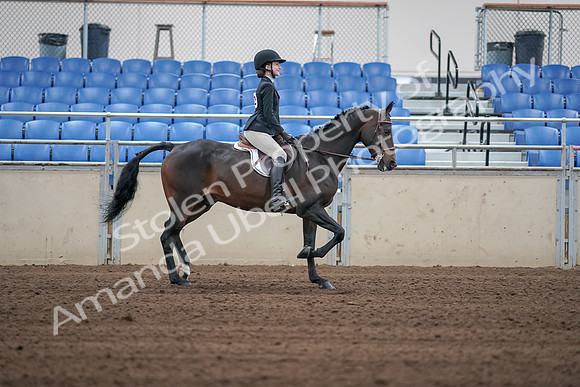2019 Morgan Horse Show - Sept 01, 2019 - 03831