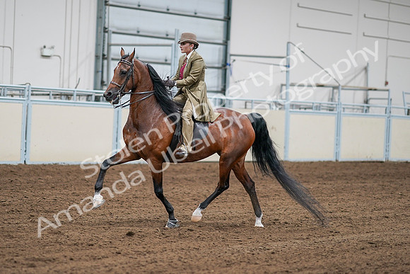 2020 - AB Morgan Horse - Sat, Sept 05 - 08076