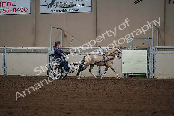 2019 Morgan Horse Show - Aug 30, 2019 - 13457
