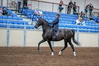 2020 - AB Morgan Horse - Fri, Sept 04 - 06985