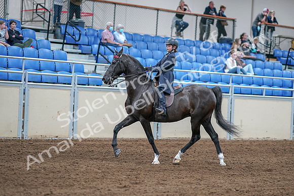 2020 - AB Morgan Horse - Fri, Sept 04 - 06985