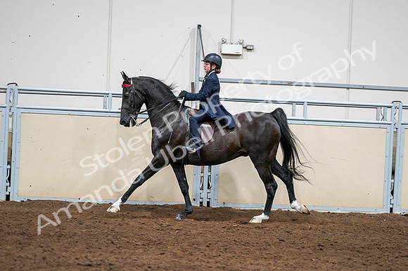2020 - AB Morgan Horse - Fri, Sept 04 - 03064