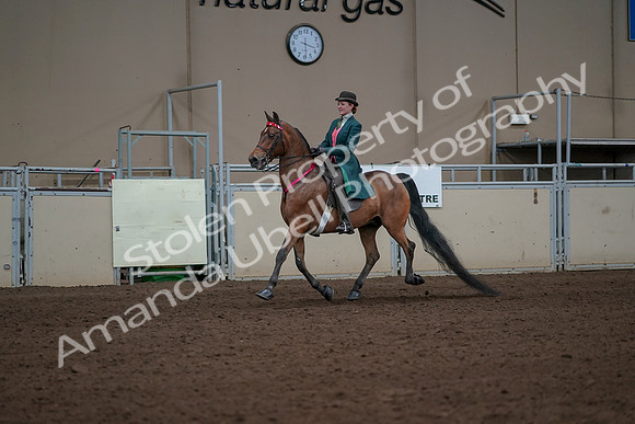 2019 Morgan Horse Show - Sept 01, 2019 - 13464