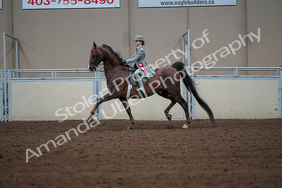 2019 Morgan Horse Show - Aug 30, 2019 - 18241