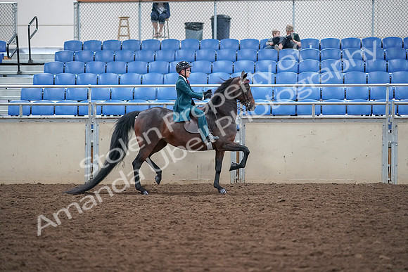 2019 Morgan Horse Show - Aug 30, 2019 - 18175