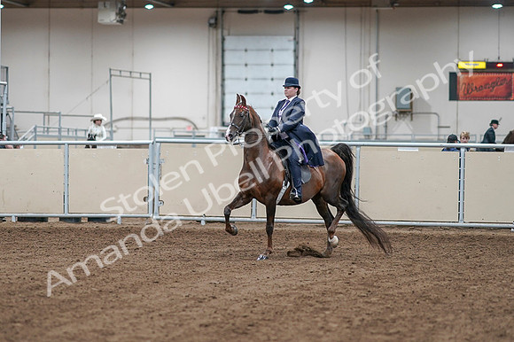 2020 - AB Morgan Horse - Fri, Sept 04 - 07858