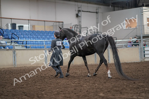 2019 Morgan Horse Show - Aug 31, 2019 - 01967