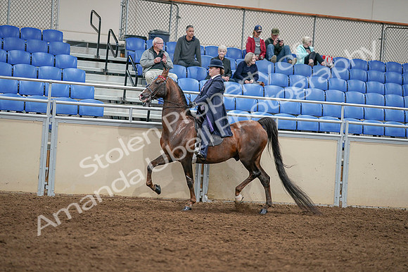 2020 - AB Morgan Horse - Fri, Sept 04 - 08007