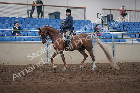 2019 Morgan Horse Show - Sept 01, 2019 - 08527