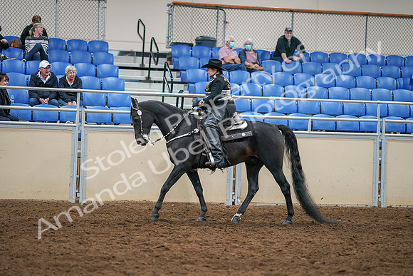 2020 - AB Morgan Horse - Sat, Sept 05 - 08871