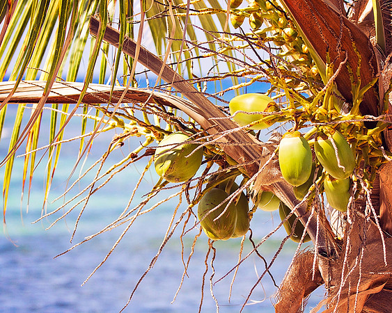 Jamaica - 054