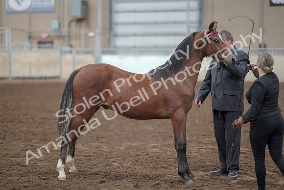 2019 Morgan Horse Show - Aug 31, 2019 - 00268