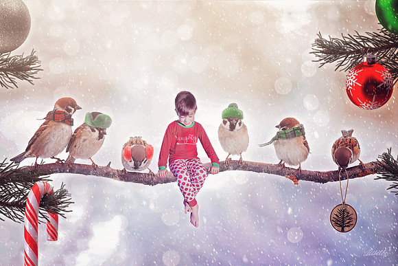Jacob - BirdsChristmas 12x8