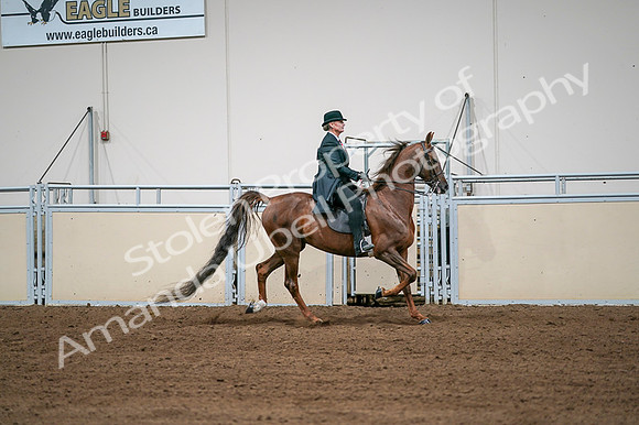 2020 - AB Morgan Horse - Fri, Sept 04 - 08117