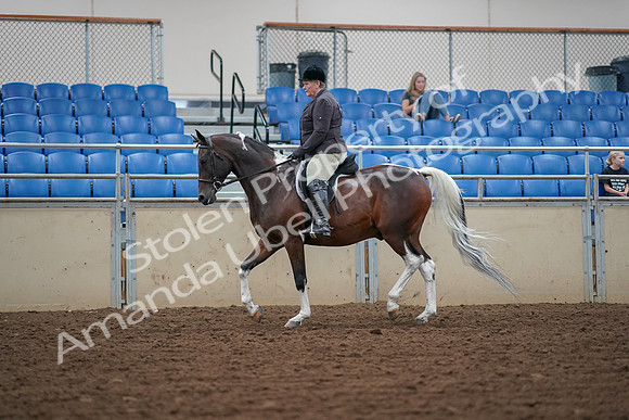 2019 Morgan Horse Show - Aug 30, 2019 - 16036