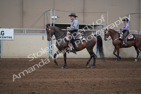 2019 Morgan Horse Show - Sept 01, 2019 - 06852