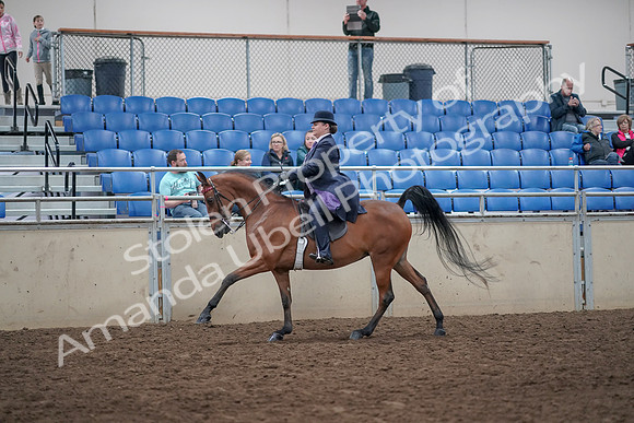 2019 Morgan Horse Show - Aug 31, 2019 - 08840