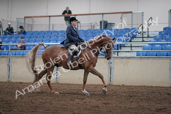2019 Morgan Horse Show - Sept 01, 2019 - 08853