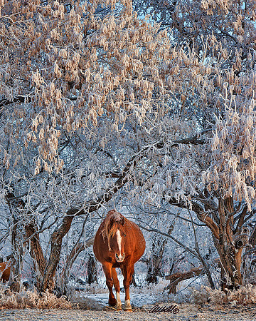 Arabians - 039