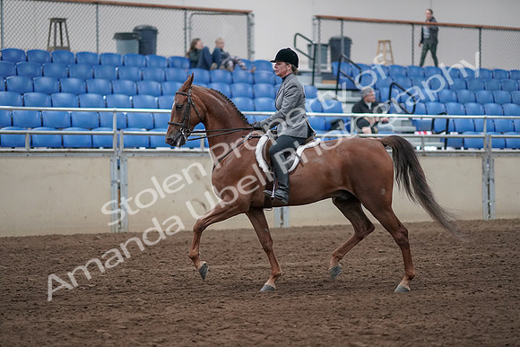 2019 Morgan Horse Show - Sept 01, 2019 - 12159