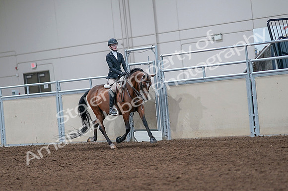 2020 - AB Morgan Horse - Fri, Sept 04 - 06095