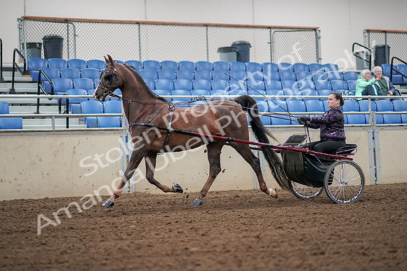 2019 Morgan Horse Show - Aug 30, 2019 - 13173