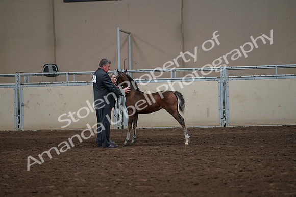 2019 Morgan Horse Show - Aug 31, 2019 - 00475