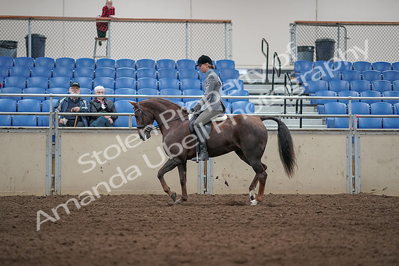 2019 Morgan Horse Show - Aug 31, 2019 - 07269