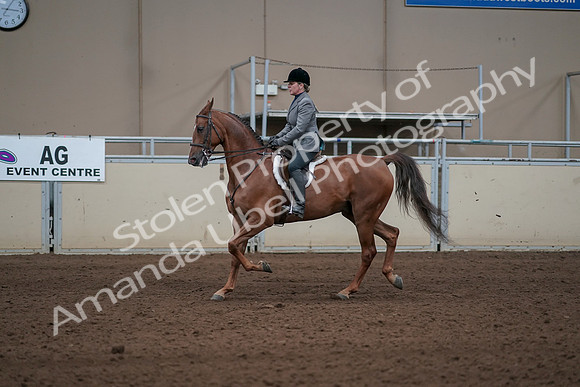 2019 Morgan Horse Show - Sept 01, 2019 - 12282