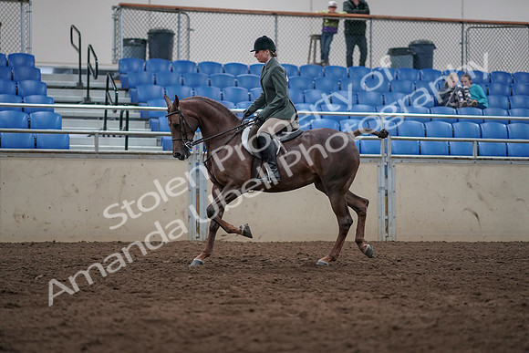 2019 Morgan Horse Show - Sept 01, 2019 - 08552