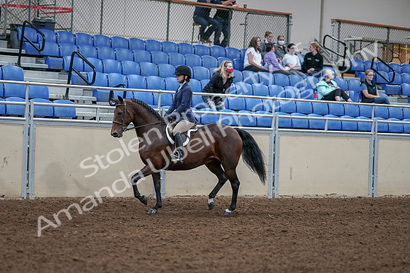 2020 - AB Morgan Horse - Fri, Sept 04 - 05878