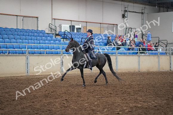 2019 Morgan Horse Show - Aug 30, 2019 - 12163