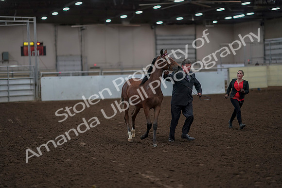 2019 Morgan Horse Show - Aug 31, 2019 - 00213