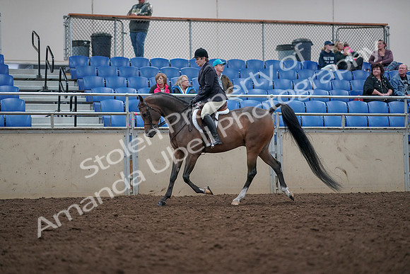 2019 Morgan Horse Show - Aug 31, 2019 - 15930