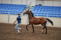 2020 - AB Morgan Horse - Sat, Sept 05 - 00541